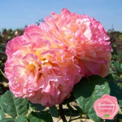 Stammrose 'Augusta Luise®', Edelrose, Stammhöhe 60cm Im 7,5 Liter Topf -Die grüne Ecke 0460100704 KB Augusta Luise Premium Edelrose mEinklinker Duftrosenkollektion 49443 3