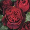 Duftende Edelrose 'Admiral®', Rubinrot, Topf 6 Liter -Die grüne Ecke 0460100716 KB admiral Premium Edelrose Co6lt dklrot Duftrosenk1 75093