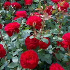 Edelrose 'Störtebeker®, Rot, Topf 6 Liter -Die grüne Ecke 0460100726 KB Stoertebeker Premium Edelrose1 75091
