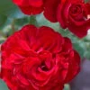 Edelrose 'Störtebeker®, Rot, Topf 6 Liter -Die grüne Ecke 0460100726 KB Stoertebeker Premium Edelrose2 75089