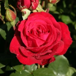 Edelrose 'Störtebeker®, Rot, Topf 6 Liter -Die grüne Ecke 0460100726 KB Stoertebeker Premium Edelrose 75092