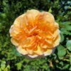 Stammrose 'Kölle's Duftsommer'®, Edelrose, Stammhöhe 60 Cm Im 7,5 Liter Topf -Die grüne Ecke 0460100753 Koelles Duftsommer Edelrose gelb 1 85412