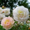 Ramblerrose 'Ghislaine De Féligonde', Zartlachsgelb, Topf 6 Liter -Die grüne Ecke 0460150006 GhislainedeFeligonde Ramblerrose RGB 2 5799