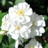 Ramblerrose 'Guirlande D'Amour®', Weiß, Topf 6 Liter -Die grüne Ecke 0460150008 GuirldAmoure RGB 5804