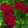 Ramblerrose 'Perennial Domino®', Magentarot, Topf 6 Liter -Die grüne Ecke 0460150067 Perennial Domino Premium Ramblerrose Co6lt magenta rot 1 118844