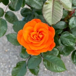 Beetrose 'Westzeit®', Orange-aprikot Bis Rosa, Topf 6 Liter -Die grüne Ecke 0460200487 Westzeit Beetrose orange apricot 7 126462