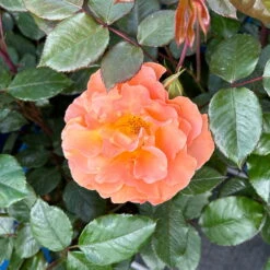 Beetrose 'Westzeit®', Orange-aprikot Bis Rosa, Topf 6 Liter -Die grüne Ecke 0460200487 Westzeit Beetrose orange apricot 8 126461