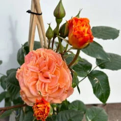 Beetrose 'Westzeit®', Orange-aprikot Bis Rosa, Topf 6 Liter -Die grüne Ecke 0460200487 beetrose westzeit premium 4 123885