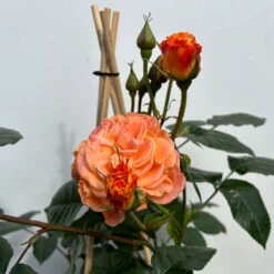 Beetrose 'Westzeit®', Orange-aprikot Bis Rosa, Topf 6 Liter -Die grüne Ecke 0460200487 beetrose westzeit premium 5 123887