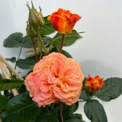 Beetrose 'Westzeit®', Orange-aprikot Bis Rosa, Topf 6 Liter -Die grüne Ecke 0460200487 beetrose westzeit premium 6 123886