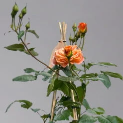 Beetrose 'Westzeit®', Orange-aprikot Bis Rosa, Topf 6 Liter -Die grüne Ecke 0460200487 beetrose westzeit premium1 124082