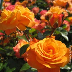 Beetrose 'Westzeit®', Orange-aprikot Bis Rosa, Topf 6 Liter -Die grüne Ecke 0460200487 Beetrose Westzeit RGB Copyright NEU 01 42092