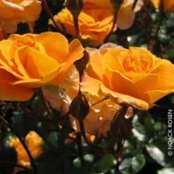 Beetrose 'Westzeit®', Orange-aprikot Bis Rosa, Topf 6 Liter -Die grüne Ecke 0460200487 Beetrose Westzeit RGB Copyright NEU 42091