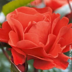 Stammrose 'Westpoint'®, Beetrose, Stammhöhe 60cm Im 7,5 Liter Topf -Die grüne Ecke 0460200782 Beetrose Westpoint RGB Copyright NEU 42094 3