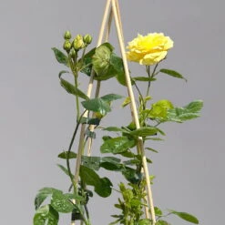 Duftende Beetrose 'Yellow Meilove®', Hellgelb, Topf 6 Liter -Die grüne Ecke 0460200845 beetrose yellow meilove premium 1 124087