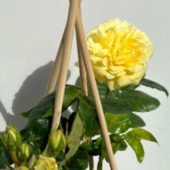 Duftende Beetrose 'Yellow Meilove®', Hellgelb, Topf 6 Liter -Die grüne Ecke 0460200845 beetrose yellow meilove premium 4 123891