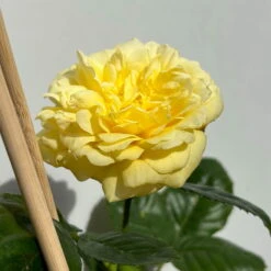 Duftende Beetrose 'Yellow Meilove®', Hellgelb, Topf 6 Liter -Die grüne Ecke 0460200845 beetrose yellow meilove premium 5 123892