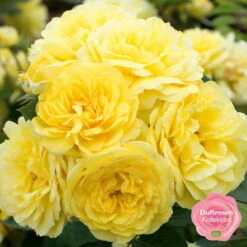 Duftende Beetrose 'Yellow Meilove®', Hellgelb, Topf 6 Liter -Die grüne Ecke 0460200845 Yellow Meilove RGB k mEinklinker Duftrosenkollektion 49436