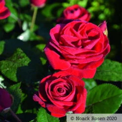 Beetrose 'Kompass'®, Rot, Topf 6 Liter -Die grüne Ecke 0460200855 Kompass Premium Beetrose rot Bluetenzauber1 76518 2