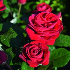 Stammrose 'Kompass'®, Beetrose, Rot, Stammhöhe 60 Cm Im 7,5 Liter Topf -Die grüne Ecke 0460200855 Kompass Premium Beetrose rot Bluetenzauber 75088