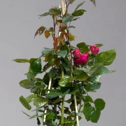 Beetrose 'Kompass'®, Rot, Topf 6 Liter -Die grüne Ecke 0460200855 beetrose kompass 1 124089