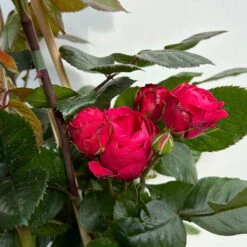 Beetrose 'Kompass'®, Rot, Topf 6 Liter -Die grüne Ecke 0460200855 beetrose kompass 5 123893