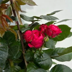 Beetrose 'Kompass'®, Rot, Topf 6 Liter -Die grüne Ecke 0460200855 beetrose kompass 6 123895