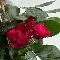 Beetrose 'Kompass'®, Rot, Topf 6 Liter -Die grüne Ecke 0460200855 beetrose kompass 7 123894