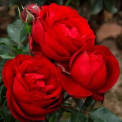 Beetrose 'Till Eulenspiegel®', Rot, Topf 6 Liter