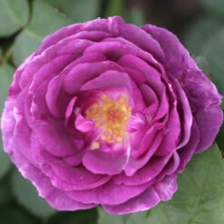 Duftende Beetrose 'Minerva®', Violett, Doppelbogen, Topf 10 Liter -Die grüne Ecke 0460200858 Minerva Premium Beetrose Co6lt lila Duftrosen 2 118848 1