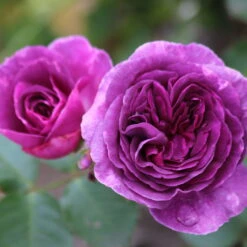 Duftende Beetrose 'Minerva®', Violett, Doppelbogen, Topf 10 Liter -Die grüne Ecke 0460200858 Minerva Premium Beetrose Co6lt lila Duftrosen 3 118847 1