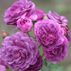 Duftende Beetrose 'Minerva®', Violett, Doppelbogen, Topf 10 Liter -Die grüne Ecke 0460200858 Minerva Premium Beetrose Co6lt lila Duftrosen 4 118849 1