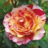Französische Rose 'Camille Pissarro'®, Topf 6 Liter -Die grüne Ecke 0460250001 Camille Pissaro Premium Co 6l rot gelb weiss gestr mCopyright 51292