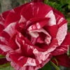 Französische Rose 'Henri Matisse'®, Topf 6 Liter -Die grüne Ecke 0460250037 Henri Matisse Premium Co 6l rot geflammt mCopyright 51291