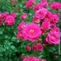 Bodendeckerrose 'Heidetraum'®, Karminrosa, Topf 3 Liter, 4er Set -Die grüne Ecke 0460400285 Bodendeckerrose Heidetraum RGB Copyright NEU 02 42100