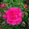 Bodendeckerrose 'Heidetraum'®, Karminrosa, Topf 3 Liter, 4er Set -Die grüne Ecke 0460400285 Bodendeckerrose Heidetraum RGB Copyright NEU 03 42101