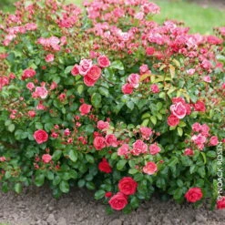 Bodendeckerrose 'Lichtblick®', Lachsrosa, Topf 3 Liter -Die grüne Ecke 0460400410 Bodendeckerrose Lichtblick RGB Copyright NEU 01 42104