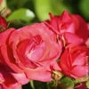 Bodendeckerrose 'Lichtblick®', Lachsrosa, Topf 3 Liter
