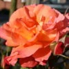 Duftende Strauchrose 'Westerland®', Leuchtend Kupferorange, Topf 6 Liter -Die grüne Ecke 0460500243 Westerland RGB 5915