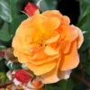 Strauchrose 'Arabia®', Dunkelorange, Topf 6 Liter -Die grüne Ecke 0460500366 Arabia RGB 2 5892