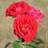 Strauchrose 'Tornella®', Samtrot, Topf 6 Liter -Die grüne Ecke 0460500382 Strauchrose Tornella RGB Copyright NEU 42110