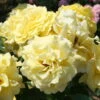 Strauchrose 'Lichtkönigin Lucia®', Kräftig Gelb, Topf 6 Liter 2 Strauchrose 'Lichtkönigin Lucia®', Kräftig Gelb, Topf 6 Liter -Die grüne Ecke 0460500405 Lichtkoenigin Lucia RGB 5903