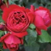 Duftende Strauchrose 'Elbjuwel'® (Meiprehmyr), Karminrot, Topf 6 Liter -Die grüne Ecke 0460500424 KB Elbjuwel Premium Strauchrose Co6lt karminrot 40370