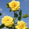 Kletterrose 'Golden Gate®', Goldgelb, Topf 6 Liter 2 Kletterrose 'Golden Gate®', Goldgelb, Topf 6 Liter -Die grüne Ecke 0460600309 Golden Gate RGB 6045