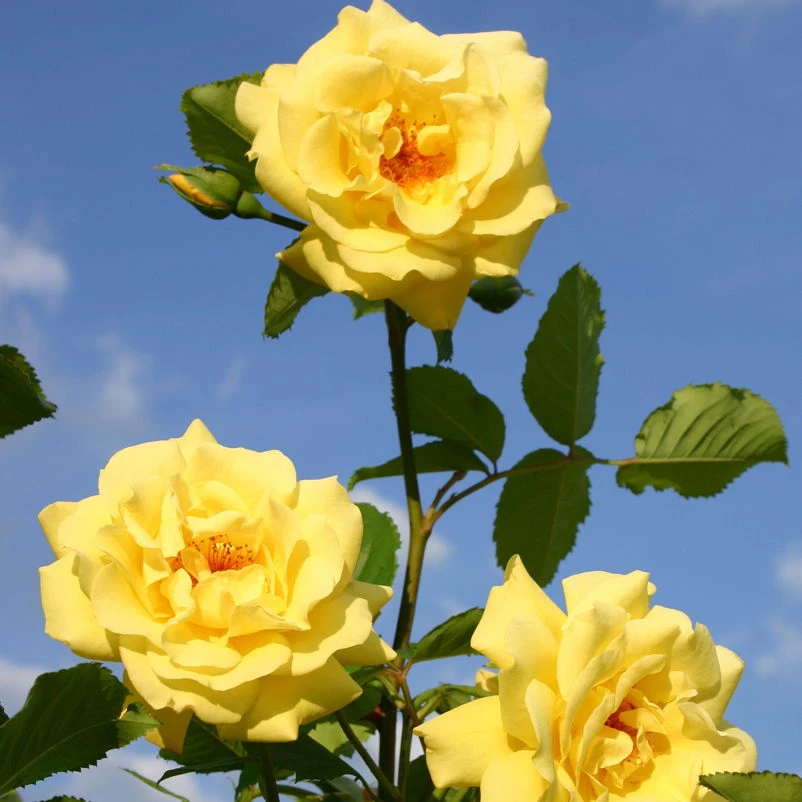Kletterrose 'Golden Gate®', Goldgelb, Topf 6 Liter 3 Kletterrose 'Golden Gate®', Goldgelb, Topf 6 Liter