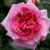 Kletterrose 'Kölle's Rosenpoesie®', Rosa-changierend, Topf 6 Liter -Die grüne Ecke 0460600339 koelles rosenpoesie RGB 6049