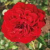 Kletterrose 'Belkanto®', Samtrot, Topf 6 Liter