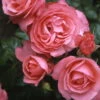 Kletterrose 'Rosanna®', Lachsrosa, Topf 6 Liter -Die grüne Ecke 0460600348 Koelles Beste Rosanna Premium Kletterrose 6 lachsrosa RGB 6907