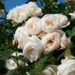 Kletterrose 'Uetersener Klosterrose®', Cremeweiß, Topf 6 Liter -Die grüne Ecke 0460600349 UetersenerKlosterrose RGB 6057