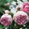 Kletterrose 'Jasmina®', Violett-rosa, Topf 6 Liter -Die grüne Ecke 0460600351 Koelles Beste Jasmina Premium Kletterrose 6lt violett rosa RGB 6559